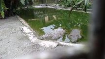 Amo Chuu Crocodile breeding center